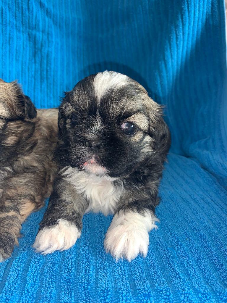 shih tzu for sale gumtree